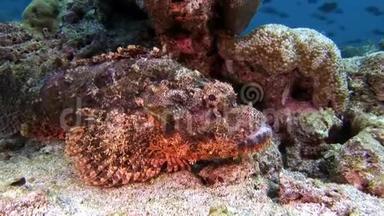 马尔代夫海底的石<strong>鱼面</strong>具。